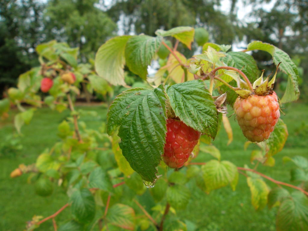 Hof Van Lutten Bed & Breakfast Bagian luar foto